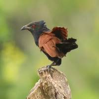 Kukal zmienny - Centropus sinensis - Greater Coucal