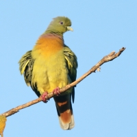 Treron zielonolicy - Treron bicinctus - Orange-breasted Green Pigeon