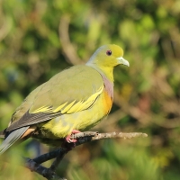 Treron zielonolicy - Treron bicinctus - Orange-breasted Green Pigeon