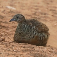 Przepiórnik prążkowany - Turnix suscitator - Barred Buttonquail
