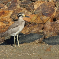 Kulon wielkodzioby - Esacus recurvirostris - Great Thick-knee
