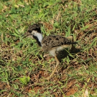 Czajka indyjska - Vanellus indicus - Red-wattled Lapwing