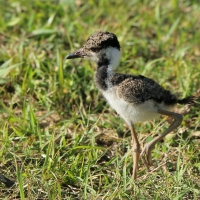 Czajka indyjska - Vanellus indicus - Red-wattled Lapwing