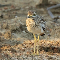 Kulon indyjski - Burhinus oedicnemus indicus - Indian Stone-curlew
