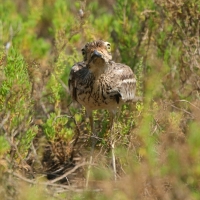 Kulon indyjski - Burhinus oedicnemus indicus - Indian Stone-curlew
