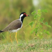 Czajka indyjska - Vanellus indicus - Red-wattled Lapwing