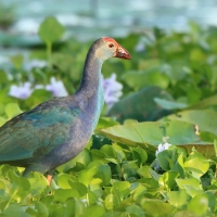 Modrzyk siwogłowy - Porphyrio p. poliocephalus - Grey-headed Swamphen