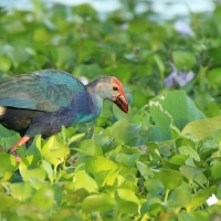 Modrzyk siwogłowy - Porphyrio p. poliocephalus - Grey-headed Swamphen
