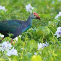 Modrzyk siwogłowy - Porphyrio p. poliocephalus - Grey-headed Swamphen