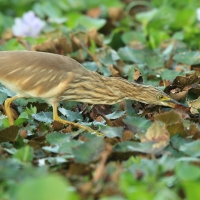 Czapla siodłata - Ardeola grayii - Indian Pond-Heron