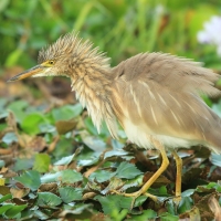 Czapla siodłata - Ardeola grayii - Indian Pond-Heron