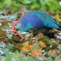 Modrzyk siwogłowy - Porphyrio p. poliocephalus - Grey-headed Swamphen