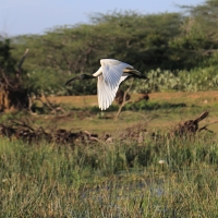 Ibis siwopióry - Threskiornis melanocephalus - Black-headed Ibis
