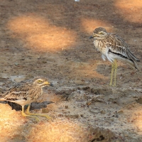 Kulon indyjski - Burhinus oedicnemus indicus - Indian Stone-curlew