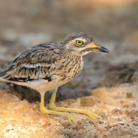 Kulon indyjski - Burhinus oedicnemus indicus - Indian Stone-curlew