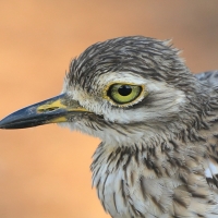 Kulon indyjski - Burhinus oedicnemus indicus - Indian Stone-curlew