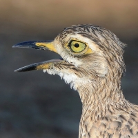 Kulon indyjski - Burhinus oedicnemus indicus - Indian Stone-curlew