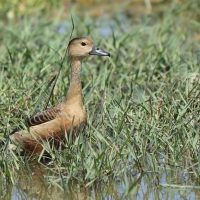 Drzewica indyjska - Dendrocygna javanica - Lesser Whistling-duck