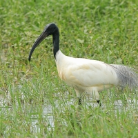 Ibis siwopióry - Threskiornis melanocephalus - Black-headed Ibis