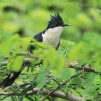 Kukułka czarno-biała - Clamator jacobinus - Jacobin Cuckoo
