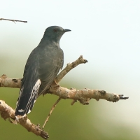 Kukułka siwobrzucha - Cacomantis passerinus - Grey-bellied Cuckoo