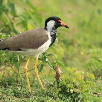 Czajka indyjska - Vanellus indicus - Red-wattled Lapwing