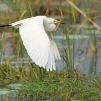 Czapla czarnonoga - Ardea intermedia - Intermediate Egret