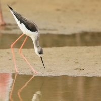Szczudłak zwyczajny - Himantopus himantopus - Black-winged Stilt