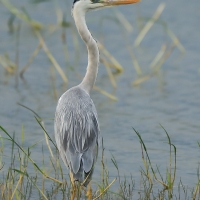 Czapla siwa - Ardea cinerea -Grey Heron