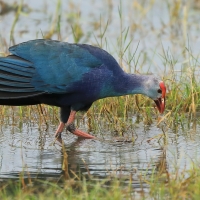 Modrzyk siwogłowy - Porphyrio p. poliocephalus - Grey-headed Swamphen