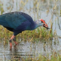 Modrzyk siwogłowy - Porphyrio p. poliocephalus - Grey-headed Swamphen