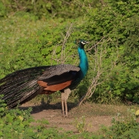 Paw indyjski - Pavo cristatus - Indian Peafowl