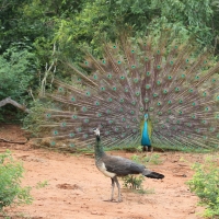 Paw indyjski - Pavo cristatus - Indian Peafowl