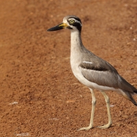 Kulon wielkodzioby - Esacus recurvirostris - Great Thick-knee