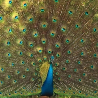 Paw indyjski - Pavo cristatus - Indian Peafowl