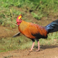 Kur cejlonski - Gallus lafayetii - Sri Lanka Junglefowl