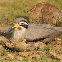 Kulon wielkodzioby - Esacus recurvirostris - Great Thick-knee