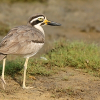 Kulon wielkodzioby - Esacus recurvirostris - Great Thick-knee