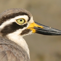 Kulon wielkodzioby - Esacus recurvirostris - Great Thick-knee