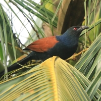 Kukal zmienny - Centropus sinensis - Greater Coucal