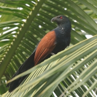 Kukal zmienny - Centropus sinensis - Greater Coucal