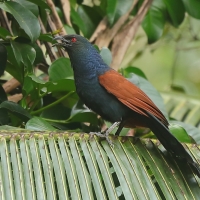 Kukal zmienny - Centropus sinensis - Greater Coucal