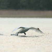 Łabędź niemy - Cygnus olor - Mute Swan