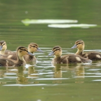 Krzyżówka - Anas platyrhynchos - Mallard