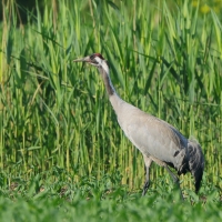 Żuraw - Grus grus - Common Crane