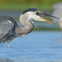 Czapla siwa - Ardea cinerea -Grey Heron