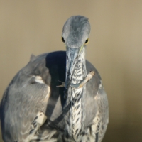 Czapla siwa - Ardea cinerea -Grey Heron