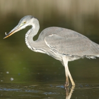 Czapla siwa - Ardea cinerea -Grey Heron
