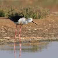 Szczudłak zwyczajny - Himantopus himantopus - Black-winged Stilt