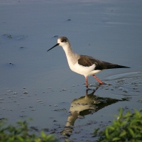 Szczudłak zwyczajny - Himantopus himantopus - Black-winged Stilt